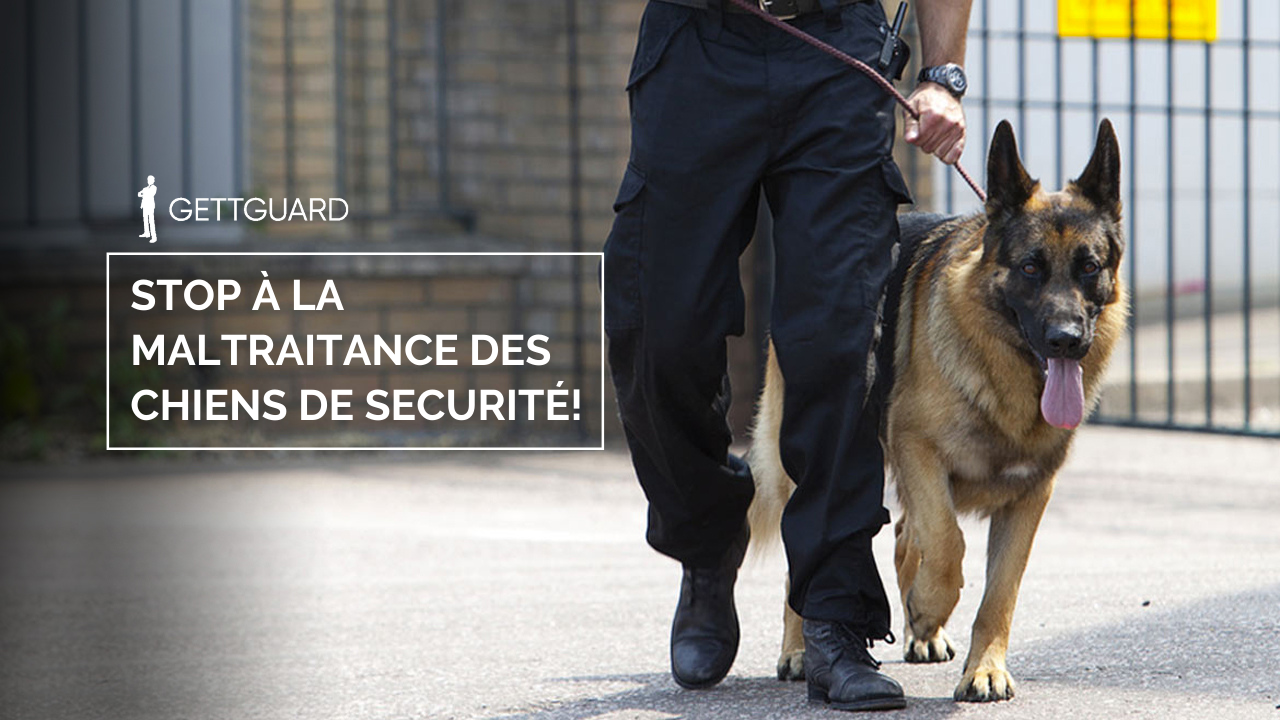 Maltraitance des chiens de sécurité: comment la signaler et quelles sont les sanctions ?
